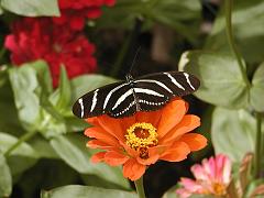 butterflies1 (56)